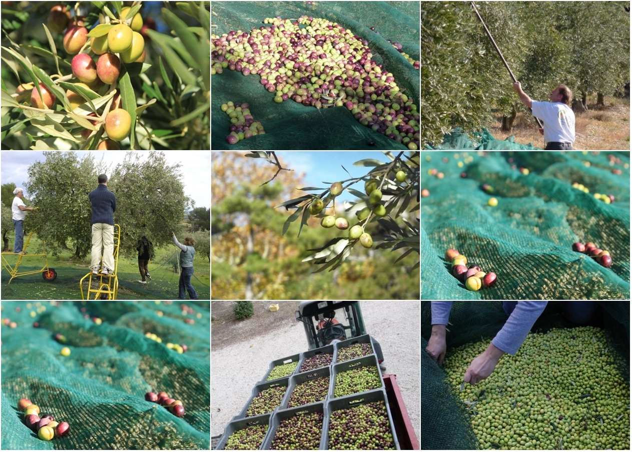 Olive oil